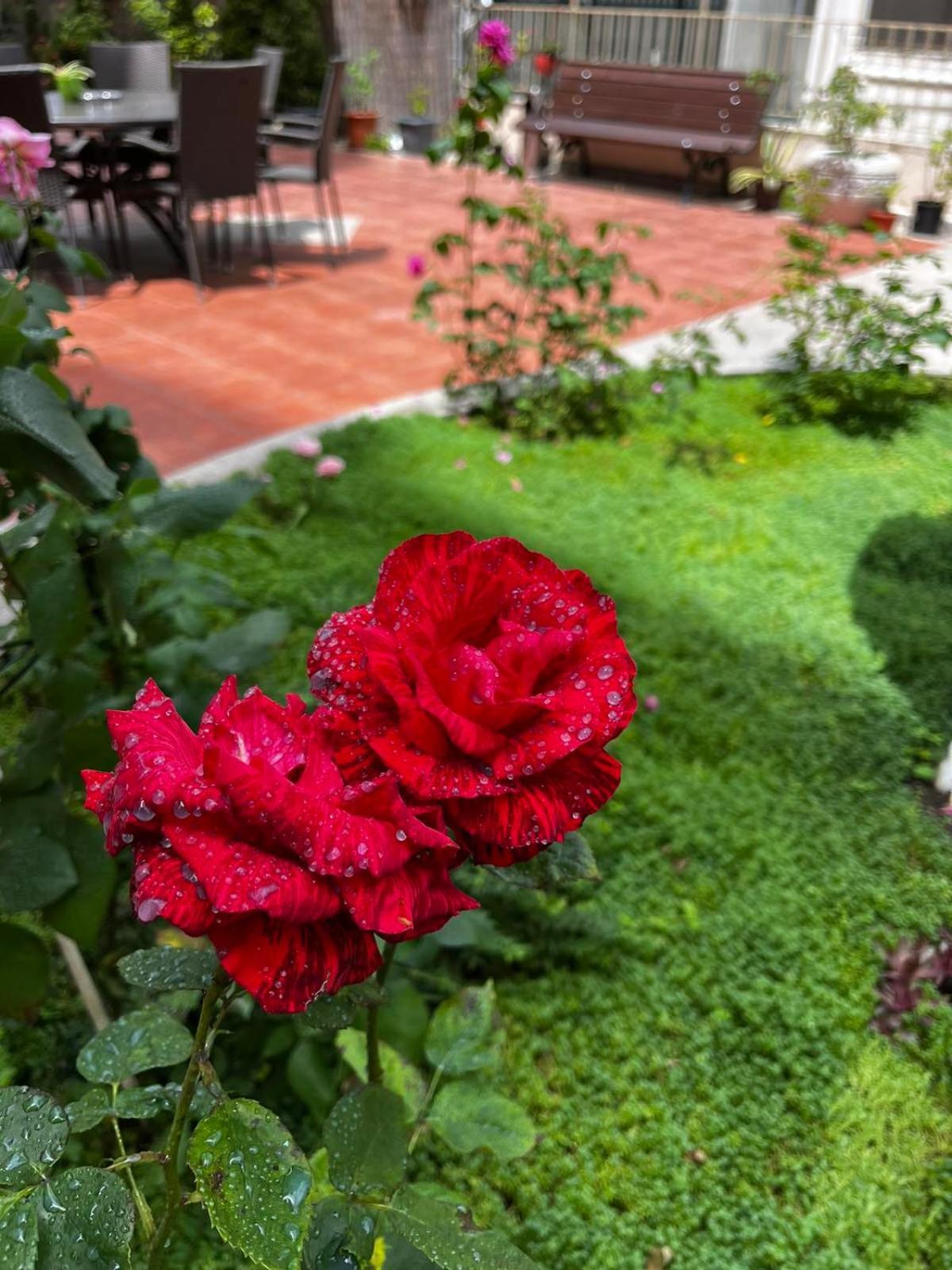 Rose Garden Omax Apartments Sunny Beach Esterno foto