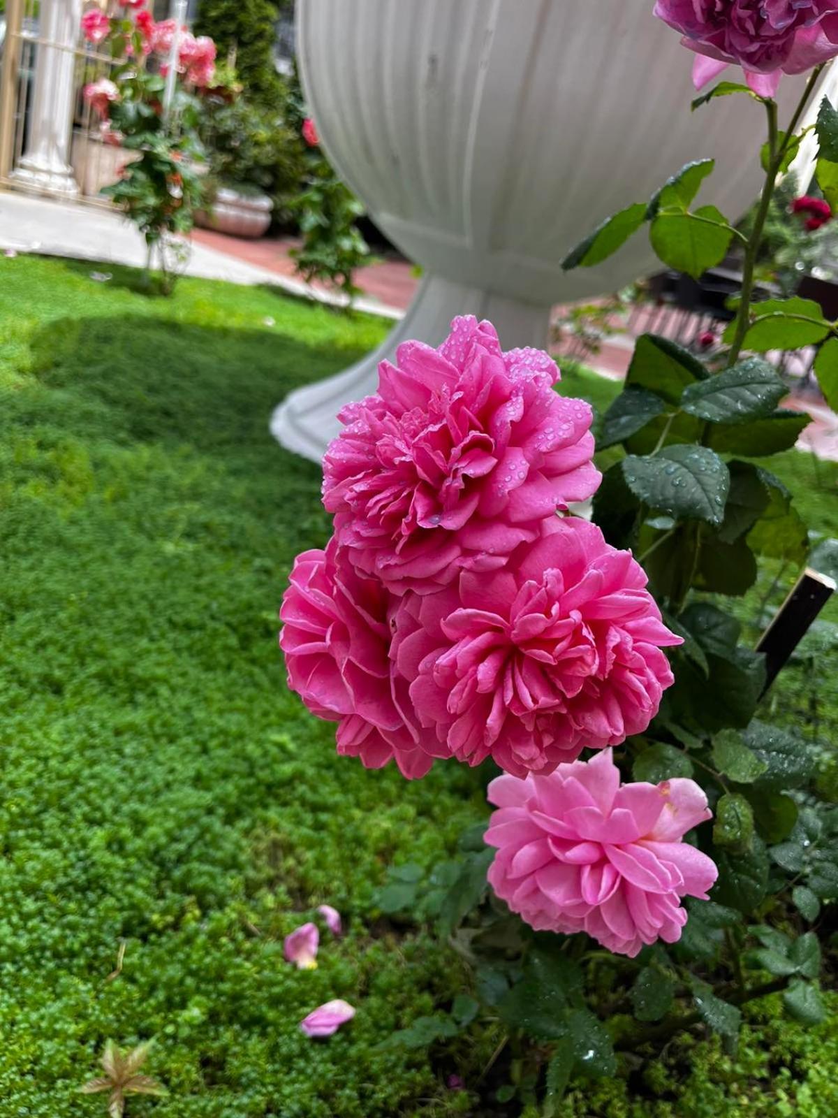 Rose Garden Omax Apartments Sunny Beach Esterno foto